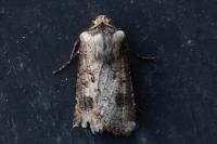 Agrotis clavis clavis