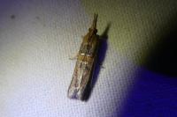 Etiella zinckenella