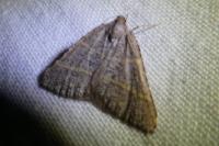 Perigune narbonea