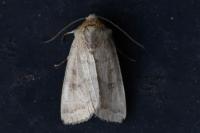 Hoplodrina octogenaria