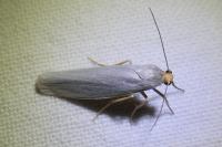Eilema caniola