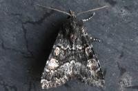 Apamea rubrirena