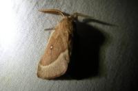 Lasiocampa quercus quercus