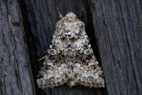 Hecatera bicolorata