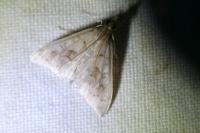 Mecyna asinalis