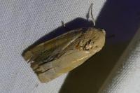 Noctua fimbriata/tirrenica