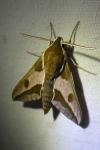 Hyles euphorbiae