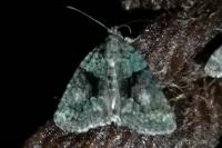 Cryphia algae