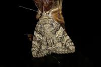 Catocala sponsa
