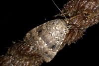 Amphipyra pyramidea/Amphipyra berbera