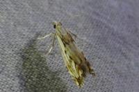 Catoptria falsella