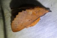 Gastropacha quercifolia