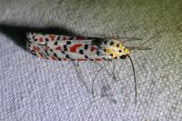 Utetheisa pulchella