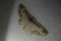 Idaea trigeminata