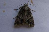 Acronicta rumicis