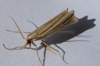 Ancylolomia tentaculella