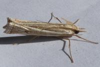 Ancylolomia tentaculella