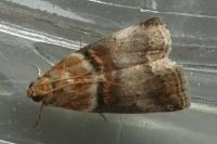 Acrobasis tumidana