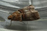Acrobasis tumidana