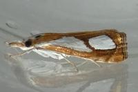 Catoptria pinella