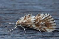 Cynaeda dentalis