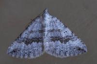Scotopteryx octodurensis octodurensis
