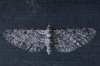 Eupithecia pusillata