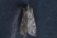 Polia bombycina