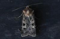 Chersotis alpestris