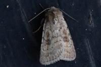 Caradrina morpheus