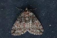 Hydriomena ruberata