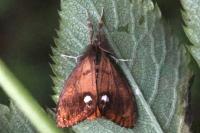 Orgyia antiqua