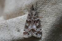 Eudonia mercurella