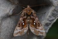 Autographa pulchrina