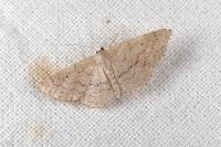 Idaea elongaria