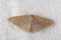 Idaea elongaria