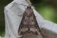 Agrotis ipsilon