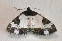 Melanthia procellata