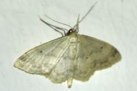 Idaea biselata