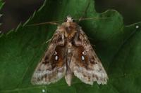 Autographa pulchrina