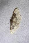Idaea rusticata