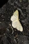 Idaea fuscovenosa