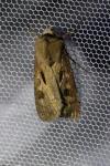 Agrotis exclamationis exclamationis