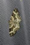 Epirrhoe alternata