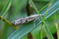 Agriphila geniculea