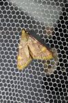Hypsopygia costalis