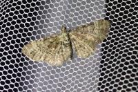 Pasiphila rectangulata