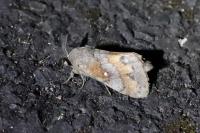 Dendrolimus pini pini