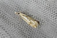 Catoptria falsella