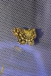Chiasmia clathrata